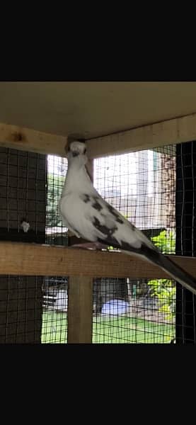 diamond pied breeder pair 5