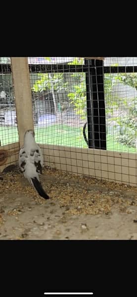 diamond pied breeder pair 7