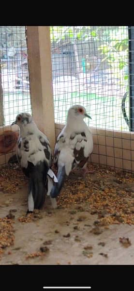 diamond pied breeder pair 8