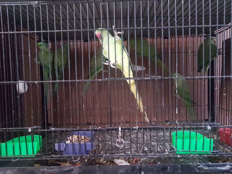 Ringneck breeder pairs for sale 0