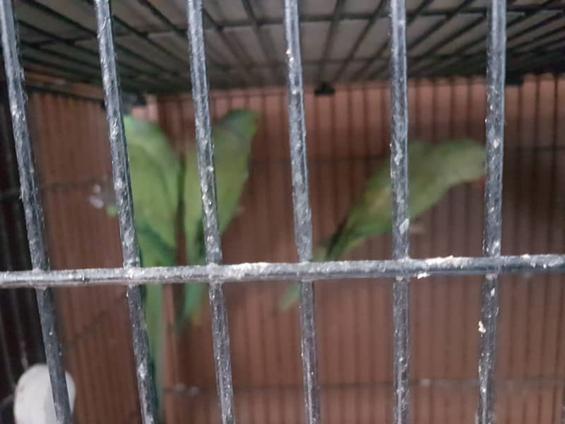 Ringneck breeder pairs for sale 1