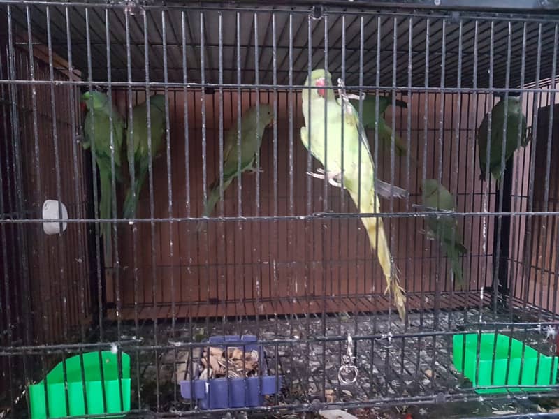 Ringneck breeder pairs for sale 2