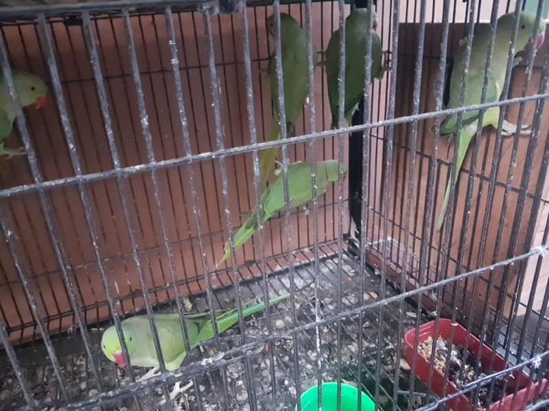 Ringneck breeder pairs for sale 3