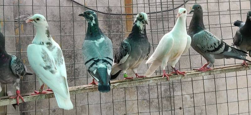 homer pigeon 3