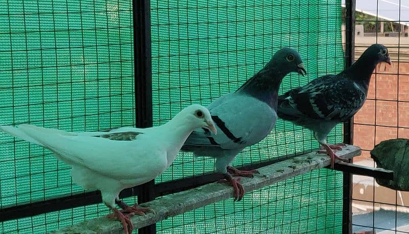 homer pigeon 5