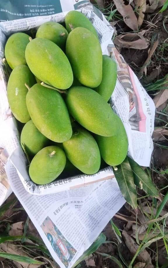 Export Quality mango Dasheri / Chaunsa / Sindhri / Anwar Ratol 1