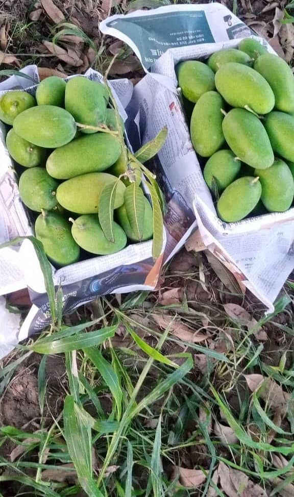 Export Quality mango Dasheri / Chaunsa / Sindhri / Anwar Ratol 4