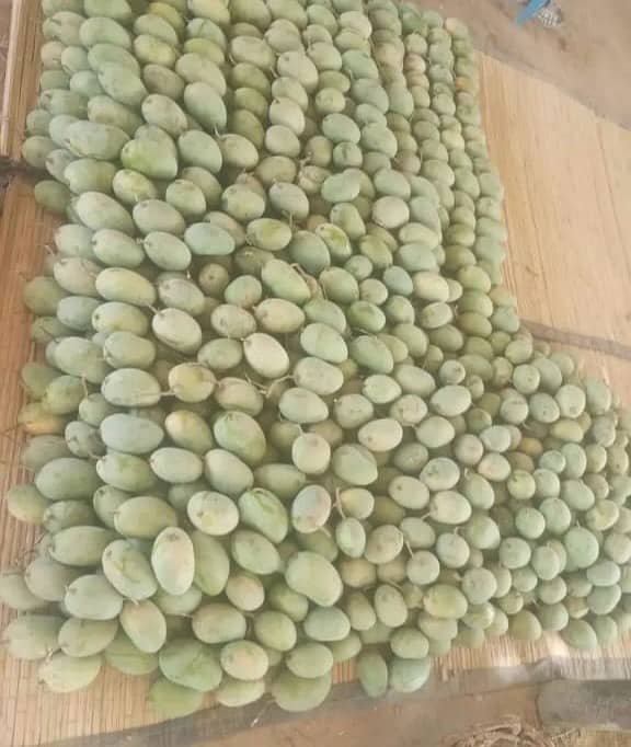 Export Quality mango Dasheri / Chaunsa / Sindhri / Anwar Ratol 5