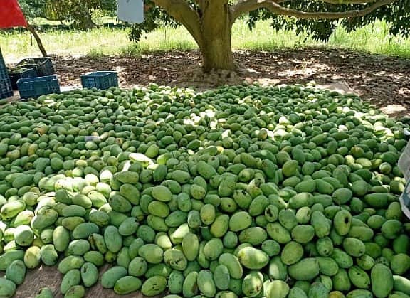 Export Quality mango Dasheri / Chaunsa / Sindhri / Anwar Ratol 6