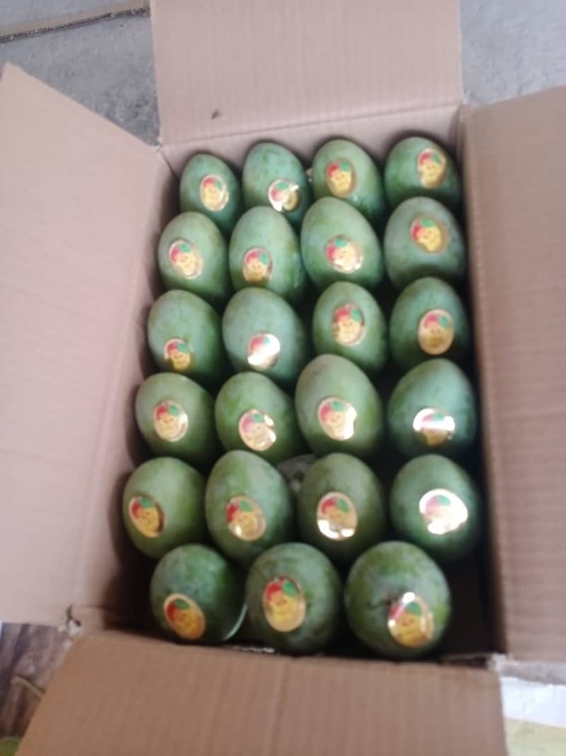 Export Quality mango Dasheri / Chaunsa / Sindhri / Anwar Ratol 7