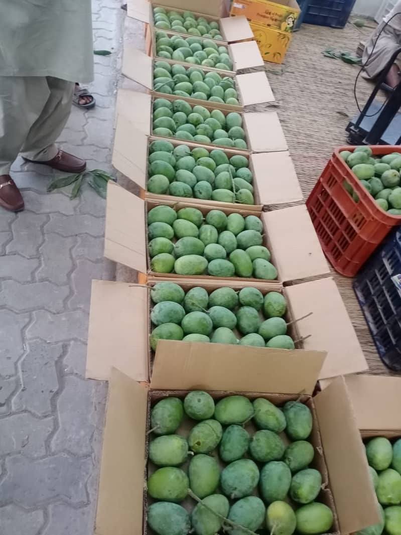 Export Quality mango Dasheri / Chaunsa / Sindhri / Anwar Ratol 8