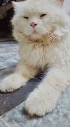 persian male cat for sale ‪+92 370 4678376‬