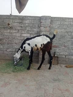 goats for sale only 60000 phone number 03214535819