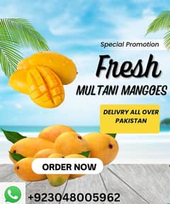 Export Quality mango Dasheri / Chaunsa / Sindhri / Anwar Ratol