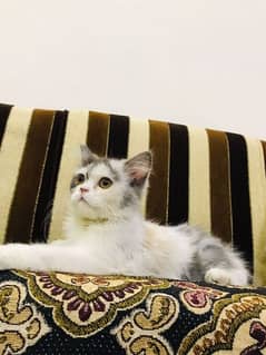 Persian kitten