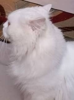 white Persian with green eyes