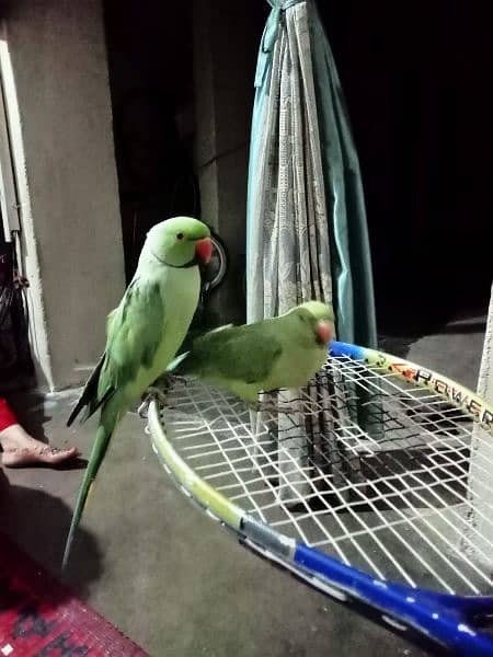 Parrots Pair 0