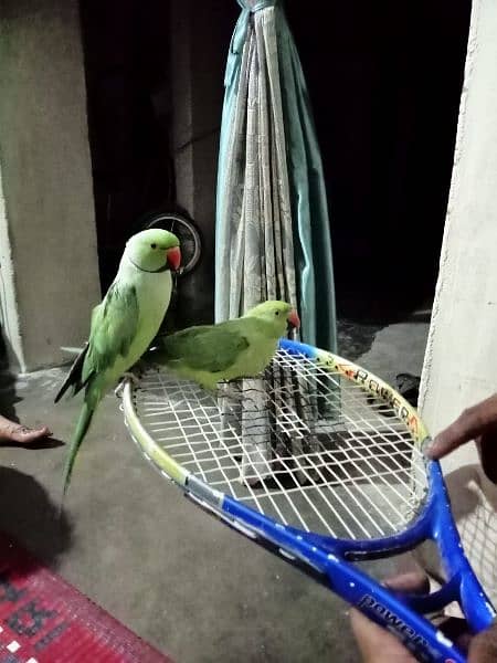 Parrots Pair 1