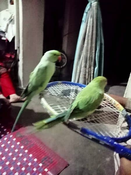 Parrots Pair 2