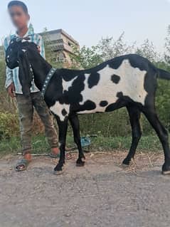 desi bakri