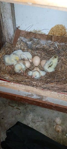 kochain bentum eggs 0