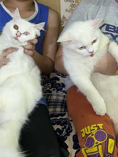 persian cat / persian kittens / cat for sale in Multan/white queen