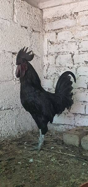 ayam cemani young pure breed Male 0