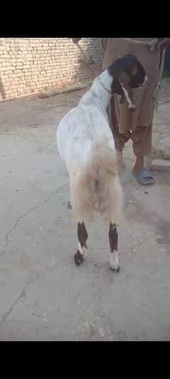 Bakra for sale meat weight 23 kg