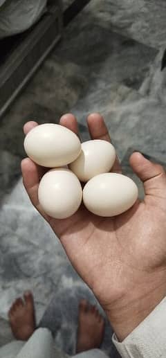 SILKY Fertile Eggs