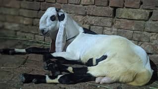 Beautiful bakra for breeding top quality