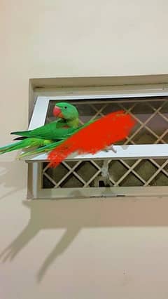 Raw Parrot with cage