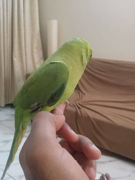 Parrot for sale 0