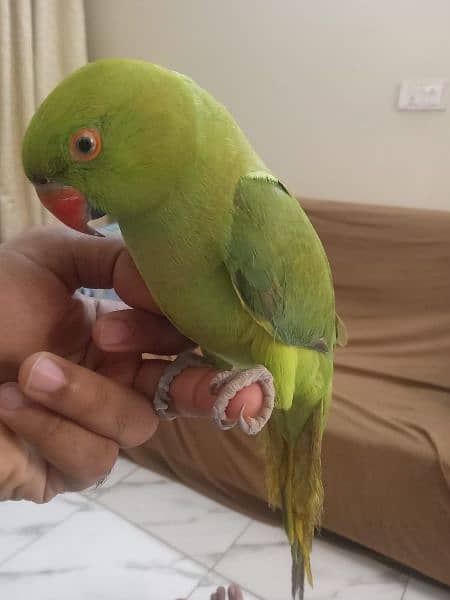 Parrot for sale 1