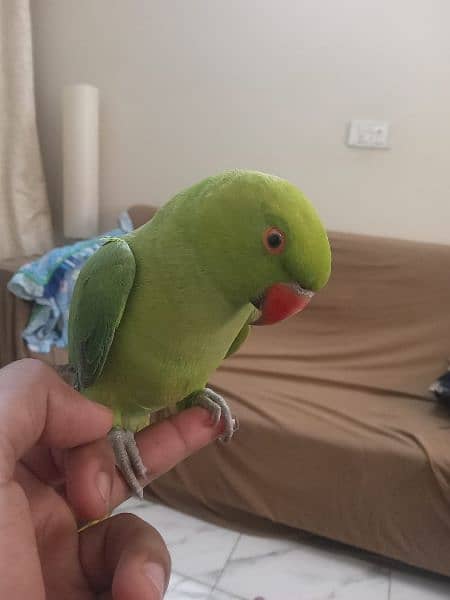 Parrot for sale 2