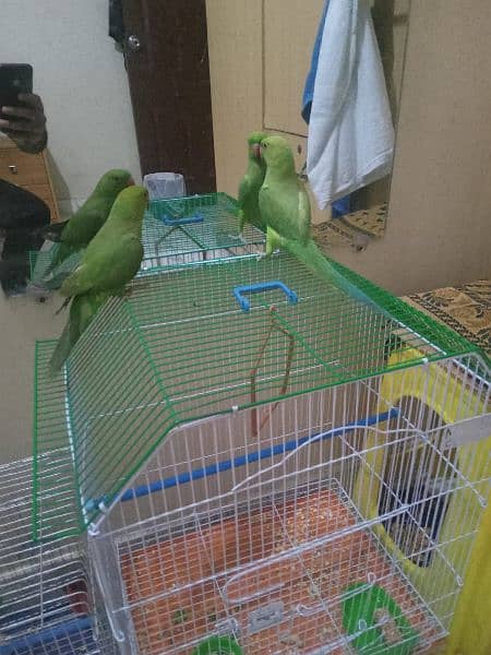 Parrot for sale 3