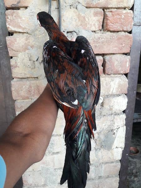 Aseel Birds available  inshAllah quality birds do ga 3