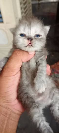 persian quality kittens