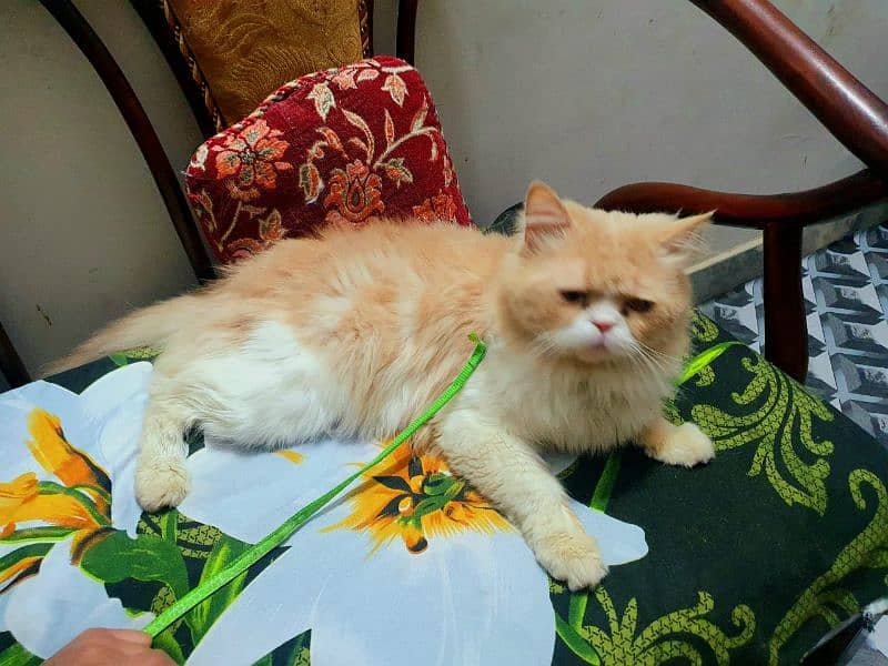 For Mating/Breeding 2 Male Cats Available Charges : 2500/-Rs 3