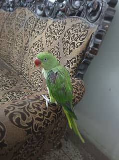 Pahari parrot for sale 1 year age