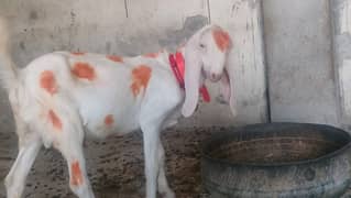Pure Rajanpuri Gulabi Goats for sale