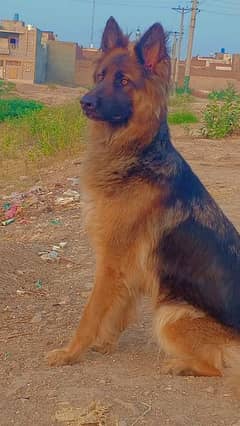 German Shepherd