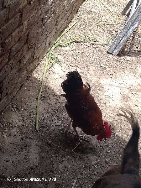 hens for sale 2