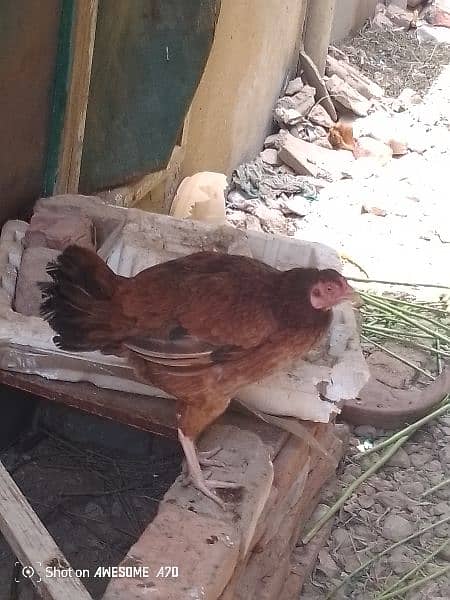hens for sale 3