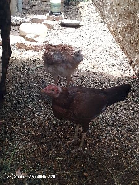 hens for sale 8