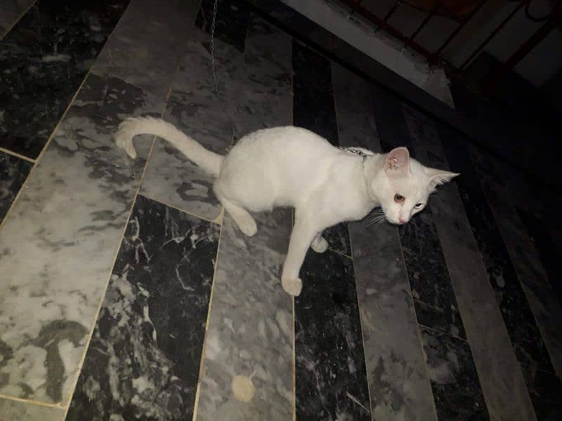 Cat for sale urgently 1