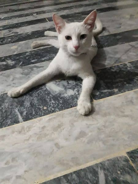Cat for sale urgently 2