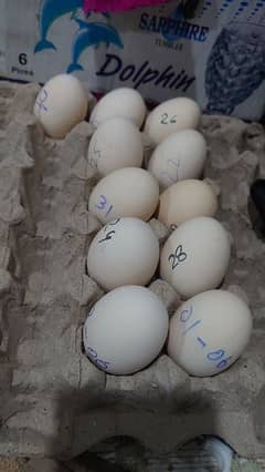 Australorp Fertile Eggs For Sale
