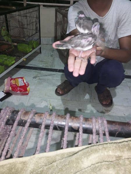 grey cocktail chick hand tame near to self  active fully cover 2