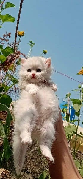 pure persian Guaranteed healthy kittens for sale Cash on delivery 1