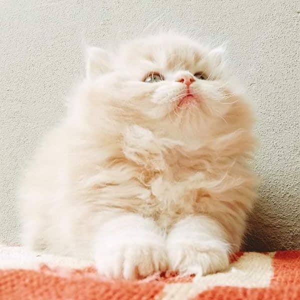 pure persian Guaranteed healthy kittens for sale Cash on delivery 4